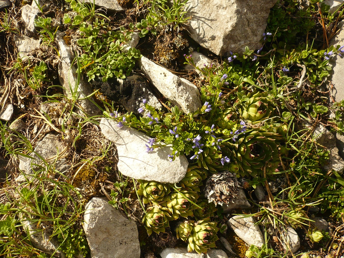 Polygala alpina (Polygalaceae)
